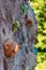 Close up climb wall with colorful grip and blured background. Sport background