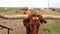 Close up clip of a brown Texas Longhorn beef cattle cow in the pasture, walking up to the camera.