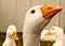 Close up clip of a White Emden Goose with other geese in pen