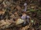 Close up Clitocybe nuda or Lepista nuda, commonly wood blewit. Three small violet lilac mushroom on a blurred atumn