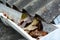 A close-up on a clogged rain gutter by fallen leaves, dirt, lichen and moss from asbestos roof what could prevent water from