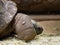 Close-up and close-up of a big heavy turtle. The head