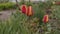 Close up of closed tulips in garden. Unknown person watering beautiful flowers.