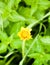 close up of closed yellow dandelion flower head single green background Taraxacum