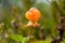 Close up of a cloud berry still growing on the mire