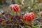 Close-up of cloudberries found on the tundra with blurred background found in Canada`s Arctic