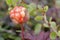 Close-up of a cloudberry with blurred background