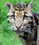 Close up of a Clouded Leopard