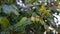 Close up of clove trees that are bearing fruit