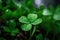 Close up of clover with rain drops and blurred background