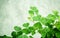 Close up Clovers leaves for background .The symbolic of Clover t