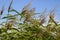 Close up of a clump of blooming grass-like sedge Carex n. Reichard, Carex acuta, commonly known as common sedge, black sedge or