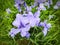 Close up of a clump of blue flowers of siberian iris or Iris sibercia
