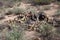 Close up of a clump of dead prickly pear cacti in a desert landscape in Saguaro National Park, Arizona