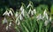 Close up of a clump Snowdrops in bloom