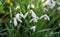 Close up of a clump Snowdrops in bloom