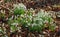 Close up of a clump Snowdrops in bloom