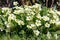 Close up of a clump of yellow flowers of Primula vulgaris Common primrose