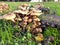 Close-up of a cluster of beautiful oyster mushroom, hanging on a tree stump