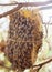 Close-up cluster of bees on cypress tree in Chiang Mai, Northern Thailand. Wildlife
