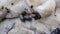 Close up of a cluster of black mussels on a white rock