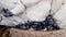 Close up of a cluster of black mussels on a white rock