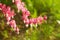 Close up of a cluster of bleeding hearts growing in the spring.