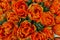 Close up of a cluster of blooming orange Tulips