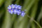 Close up of cluster of blue and yellow forget me nots flowers