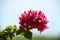 Close-up of cluster of bougainvillea flowers at the end of a branch with open copy space