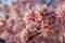 Close-up of a cluster of cherry blossoms catching the morning light