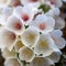 Close-up of a cluster of cherry tree blossom on a trunk