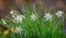 Close up of a cluster of delicate white and yellow daffodils