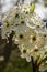 Close-up of Cluster Flowering Cherry Blossoms