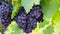 A close-up of a cluster of grapes, their plump and juicy texture promising the sweetness of the mountain vineyard.-