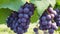 A close-up of a cluster of grapes, their plump and juicy texture promising the sweetness of the mountain vineyard.-