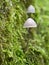Close-up of a cluster of mushrooms growing out of moss in a lush, green forest