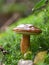 Close-up of a cluster of mushrooms growing out of moss in a lush, green forest