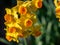 Close up cluster of orange daffodils