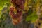 Close up of cluster of organic homegrown, purple, green grapes on the grapevine