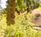 Close up of cluster of organic homegrown, purple, green grapes on the grapevine