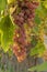 Close up of cluster of organic homegrown, purple, green grapes on the grapevine, vertical format