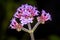 Close up of cluster of pink verbena flowers