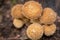 A close up of a cluster of puffball mushrooms isolated against the background, the foremost mushroom in focus