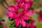 Close-up of a Cluster of Red Azalea Wildflowers