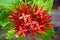 Close-up of a cluster of red Chinese ixora flowers with water droplets glistening on petals