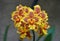 Close up of the cluster of red and yellow tiger orchids