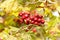 Close-up of a cluster of ripe, bright red hawthorn berries, also known as haws