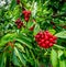 Close up of a cluster of ripe cherries