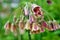 Close up of a cluster of small Mediterranean bells flowers in my garden nectaroscordum siculum allium